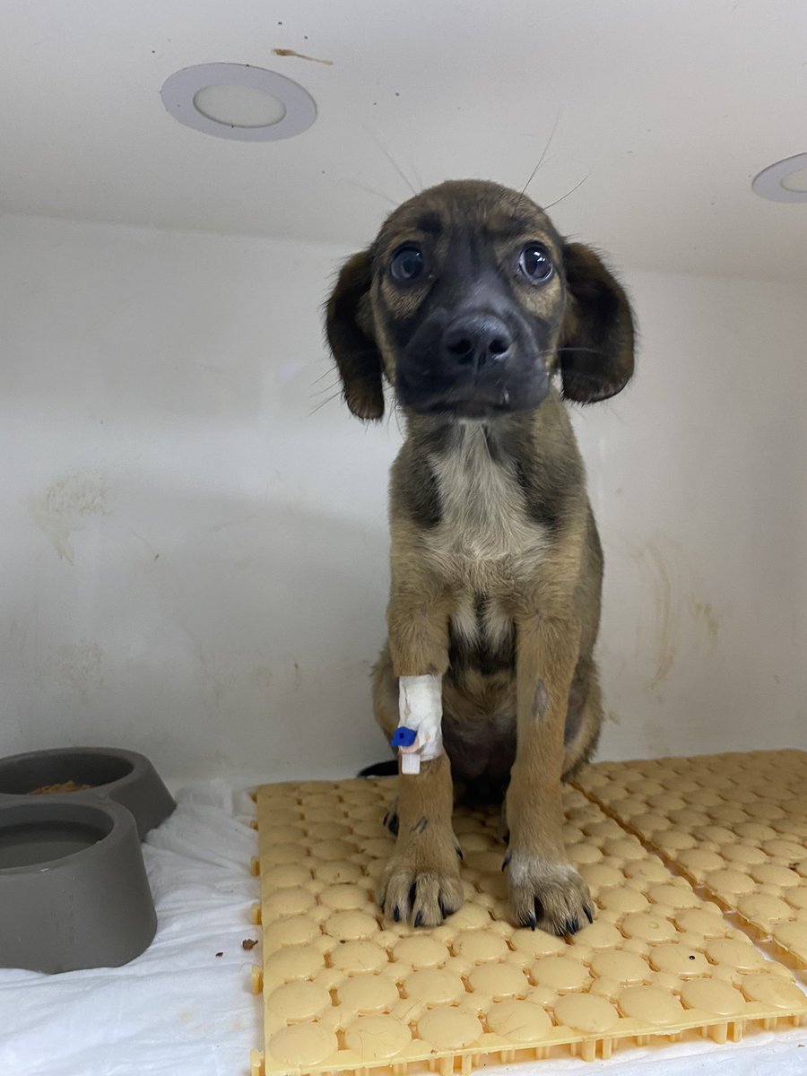 Bu iki yavrum klinikten çıkacak ama gidecek yerleri yok. En acilinden geçici yuva arıyorum. Çok acil bir ilan lütfen paylaşır mısınız? 
İstanbul 
İkisi de dişi 3-4 aylık aşırı sakin çocuklar