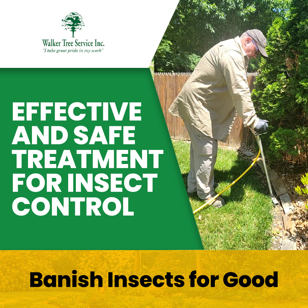 TreeWalker's tweet image. Walker Tree Service is dedicated to protecting and preserving the health of your trees. Our effective and safe insect control treatment ensures your green companions thrive without any pesky intruders!
#LocalBusiness #NorthoftheRiver #ExperiencedTreeService #InsectControl