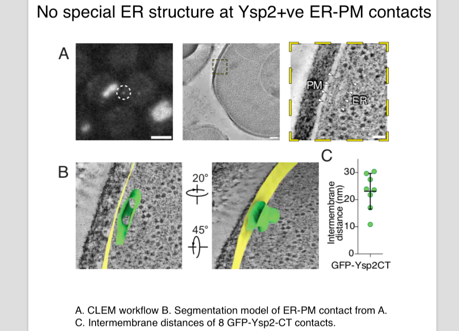 Our lab has a new preprint out on how LAM proteins self-organise into puncta. This turns out to NOT positively affect function ... rather the opposite.
biorxiv.org/content/10.110…
+We collaborated with <a href="/KukulskiWanda/">Wanda Kukulski</a> to idenitfy the ER architecture at LAM+ puncta: it's unremakrable.