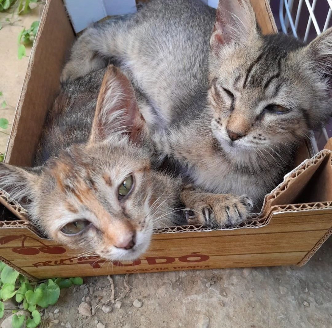 L'Aldea: Projecte Gat tweet media