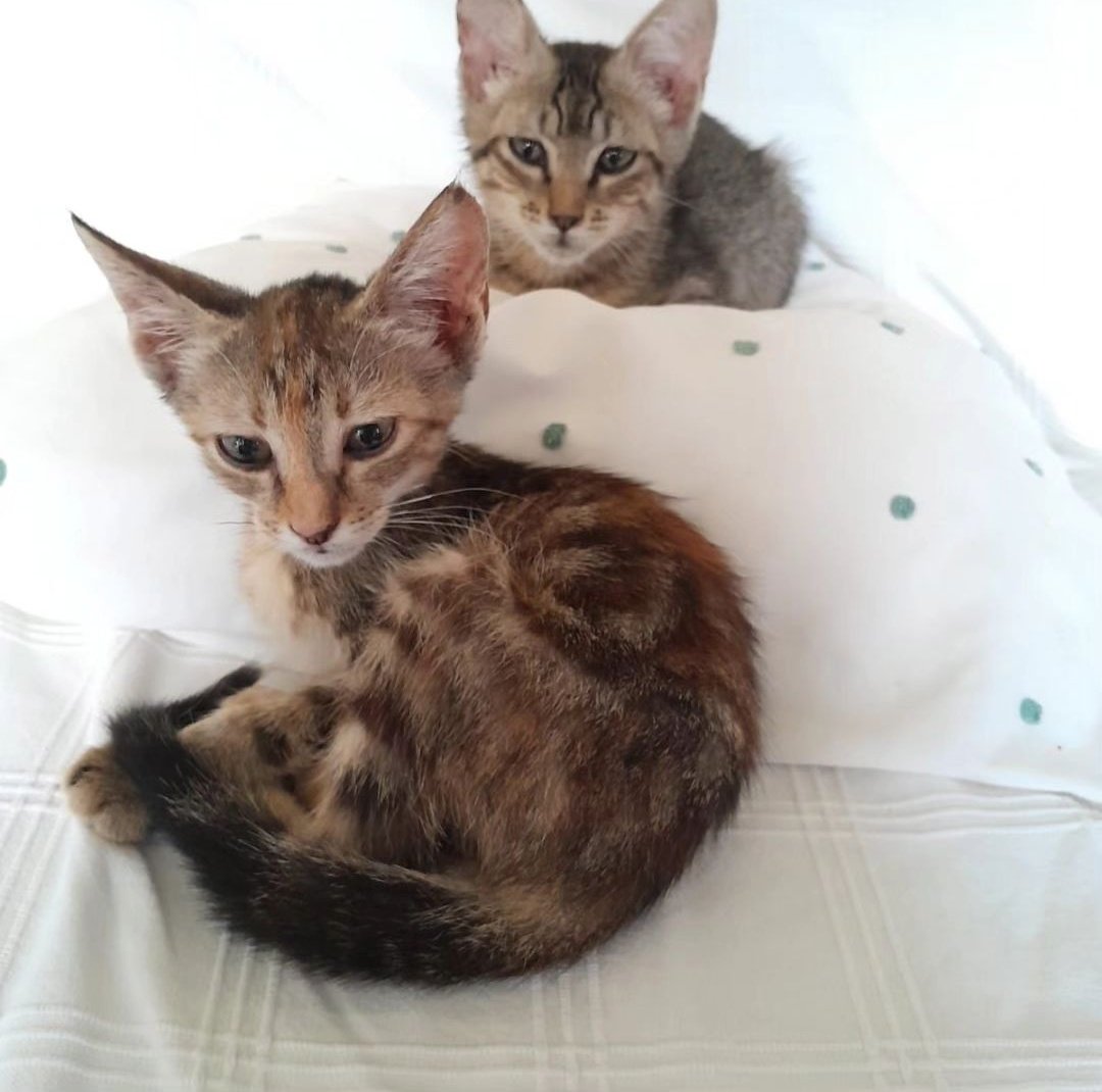 L'Aldea: Projecte Gat tweet media