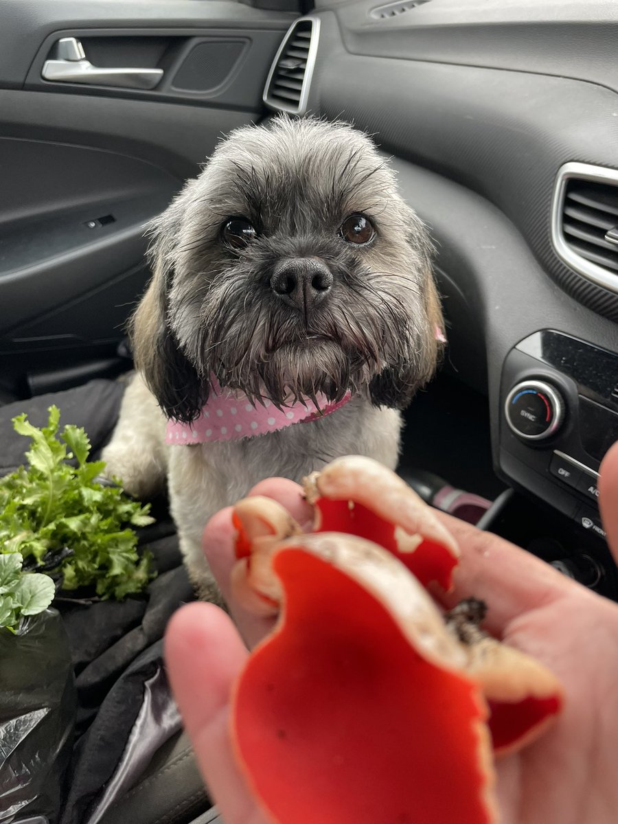 IceAndASlice tweet media