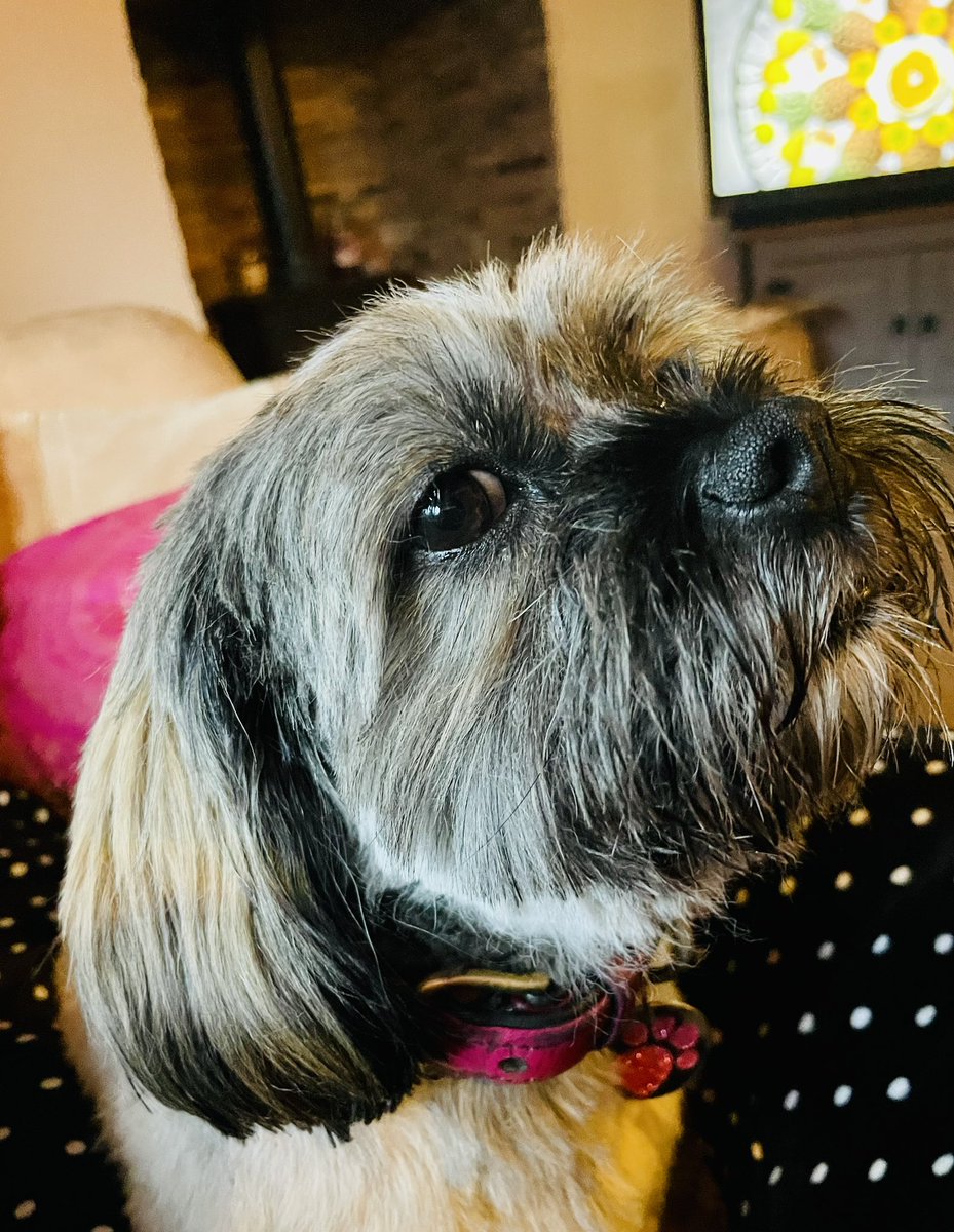 IceAndASlice tweet media