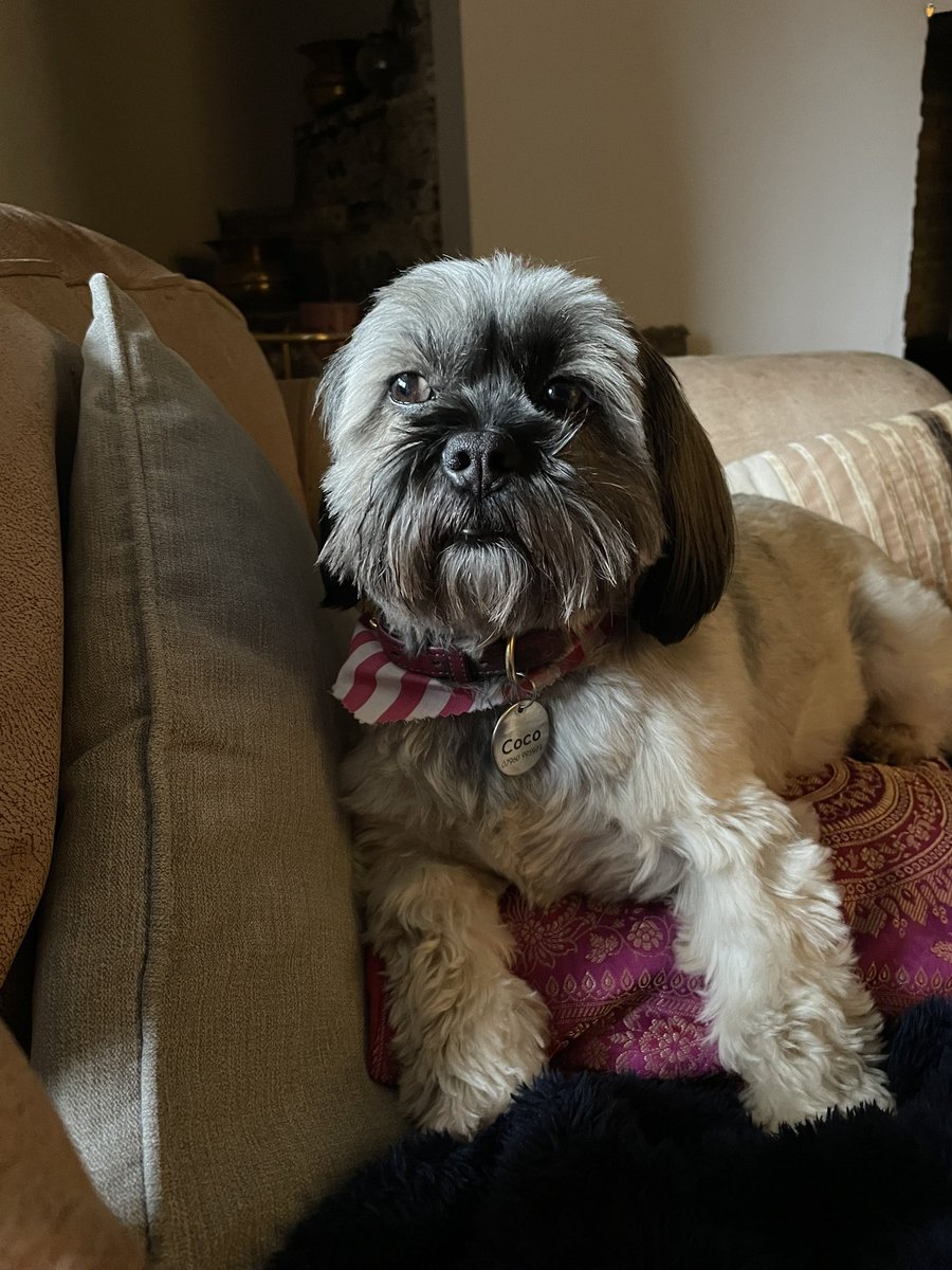 IceAndASlice tweet media