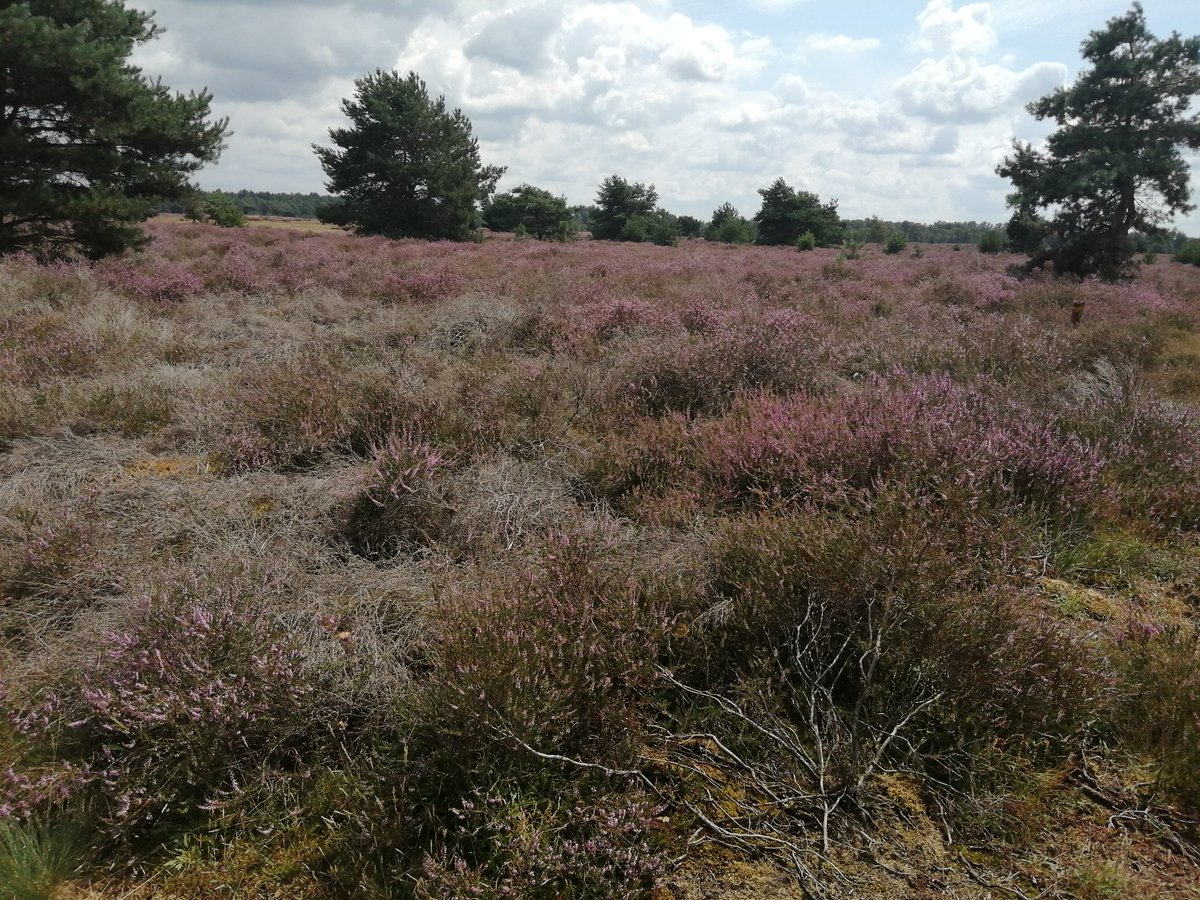 FerencKoolen's tweet photo. Na 8 dagen door de overweldigende Oostenrijkse natuur te hebben rondgestruind, was het vandaag de beurt aan de Brabantse natuur die, naar verluidt, op sterven na dood is.
De heide staat prachtig in bloei....
#StAnthonis https://t.co/kga5X1pUxc
