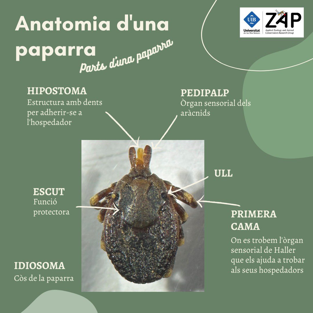 paparrabalear's tweet photo. Avui us mostrem algunes de les parts més destacables dels ixòdids 🔎 

Fotografia: Hyalomma lusitanicum 

#paparresMallorca #UIB #zoologiaUIB #ZAP #curiositatspaparres https://t.co/JA0osrRpg7