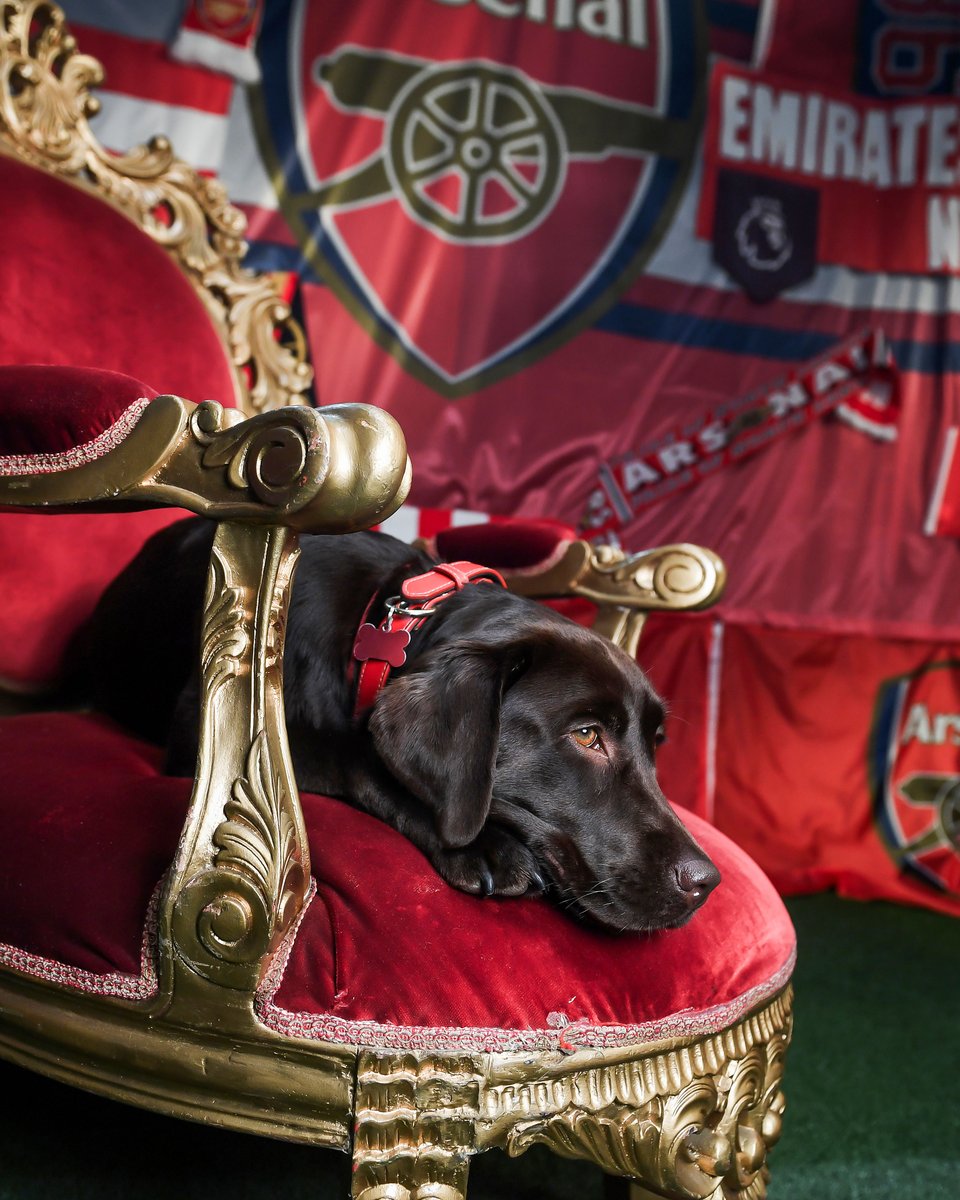 brfootball's tweet image. Arsenal's therapy dog Win got to participate in media day too 🥹