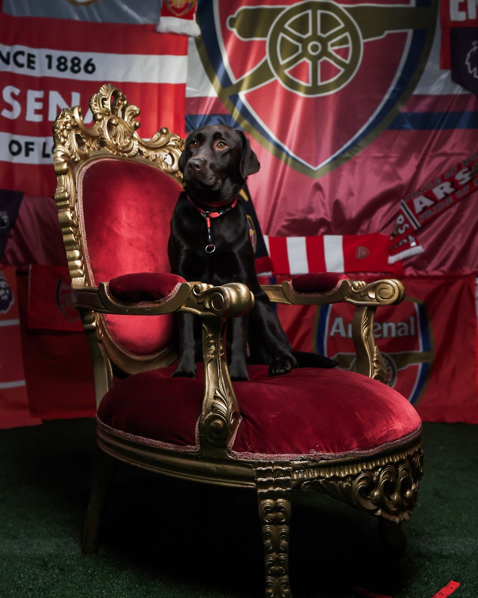 brfootball's tweet image. Arsenal's therapy dog Win got to participate in media day too 🥹