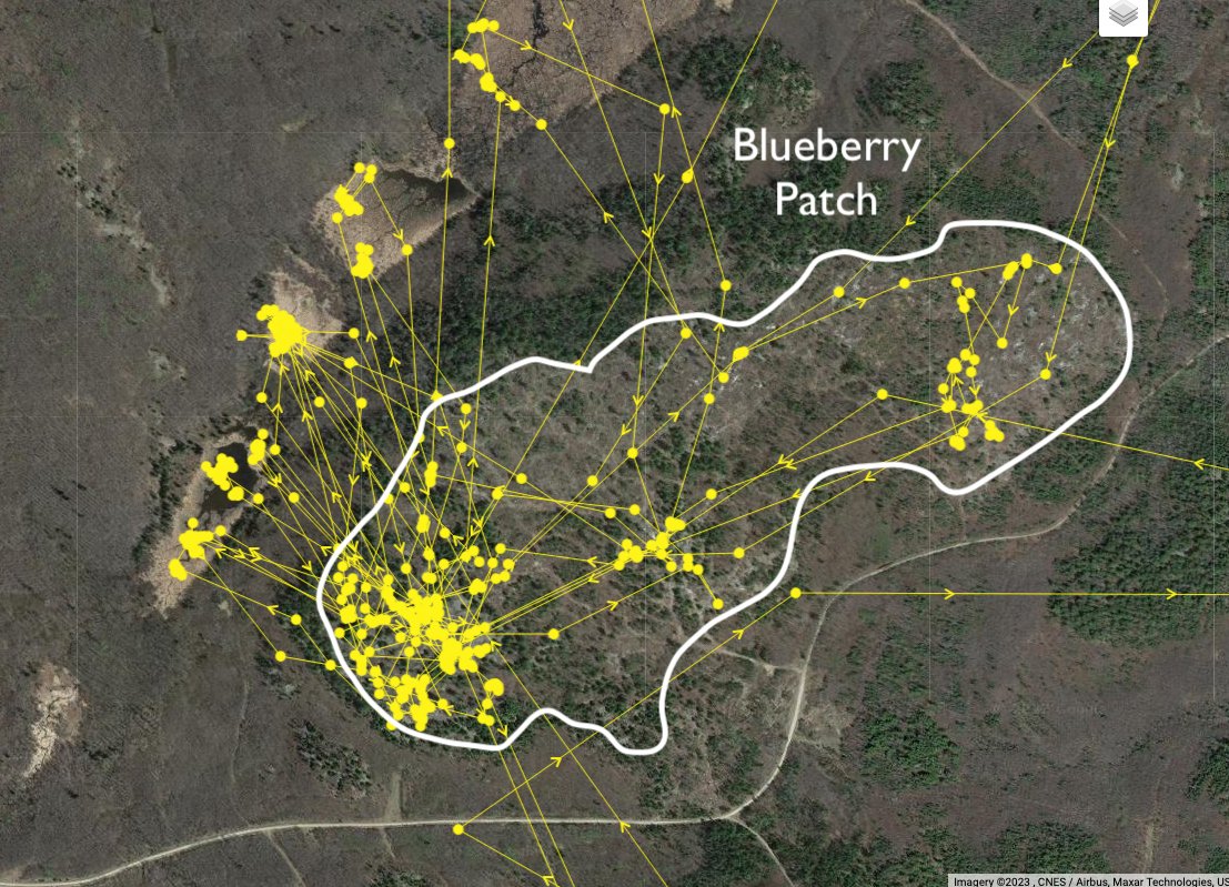 VoyaWolfProject's tweet photo. Virtually every wolf we are studying is spending copious amounts of time right now eating berries (primarily blueberries w/ some raspberries on the side). This behavior is very easy to identify from the GPS-location data as you can see in the maps below from 5 different wolves. https://t.co/gc1SglVUSR