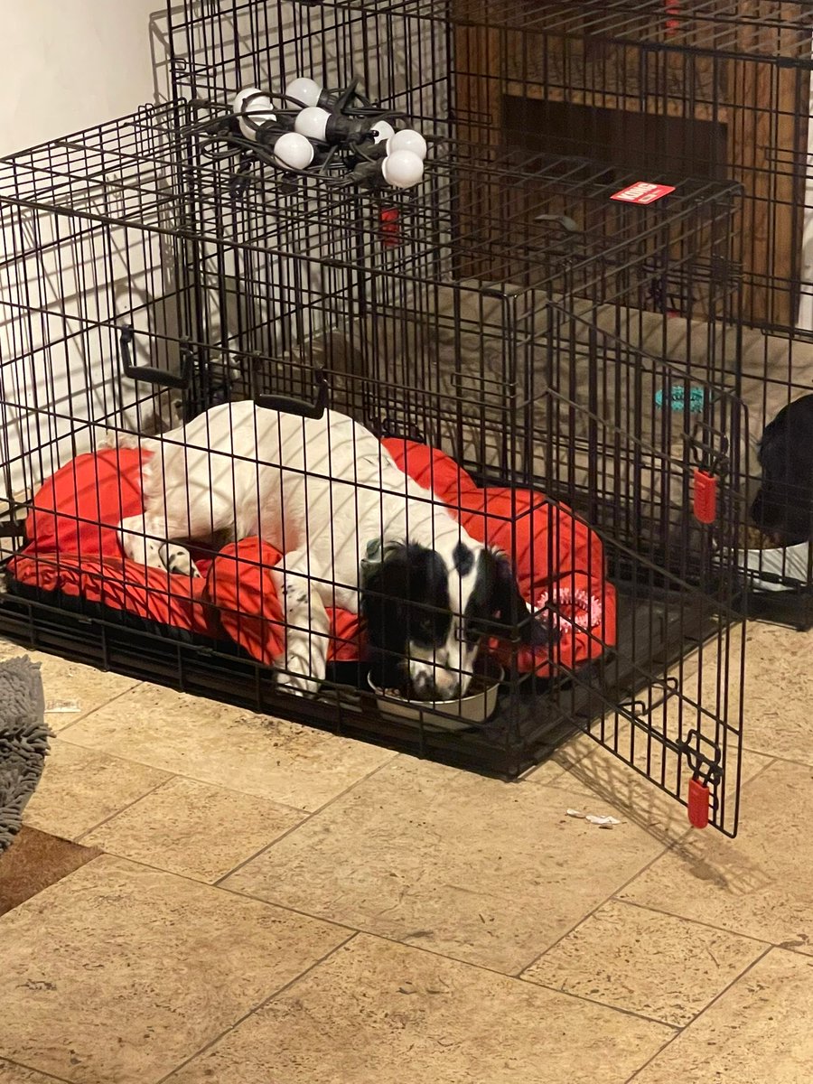 Carter_LikeDan's tweet photo. I want to be a bit cheeky about Snoopy eating while lying down but Aunty M will tell me off so I shall just admire his efficiency ⁦@CoopandDorasMum⁩ #dogsoftwitter #DogsofTwittter #notadonkey https://t.co/2lVGKhyzb5