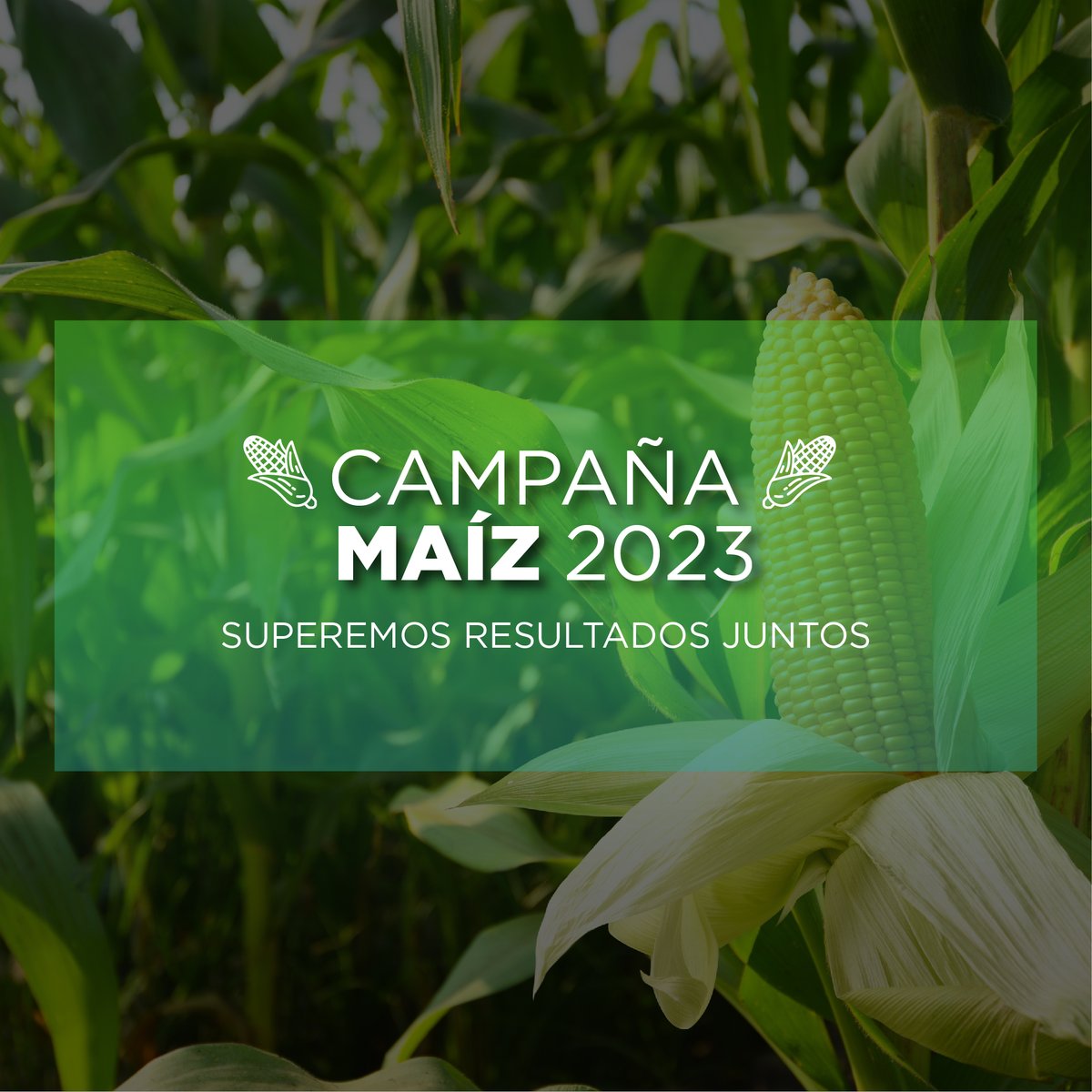 Nuestro equipo de consultores técnicos está listo para brindarte asesoramiento en esta🌽 CAMPAÑA MAÍZ 2023 🌽!.

💪🏼📲 ¿Aún no te contactaste? Estamos para acompañarte.