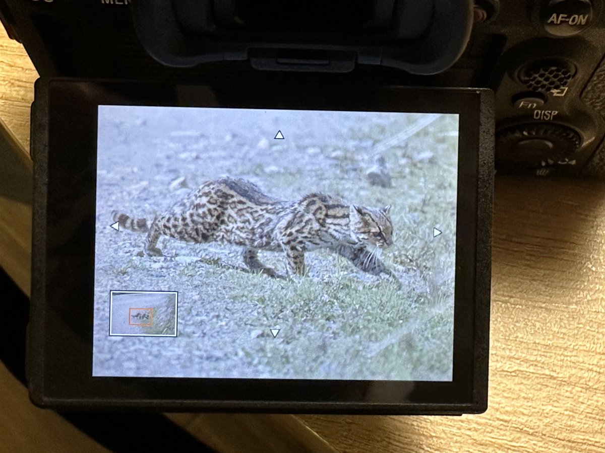 Ese momento cuando te encuentras con uno de los animales más difíciles de ver en el páramo! 
#SonyAlpha #alphauniverse #sonya1 #tigrillolanudo