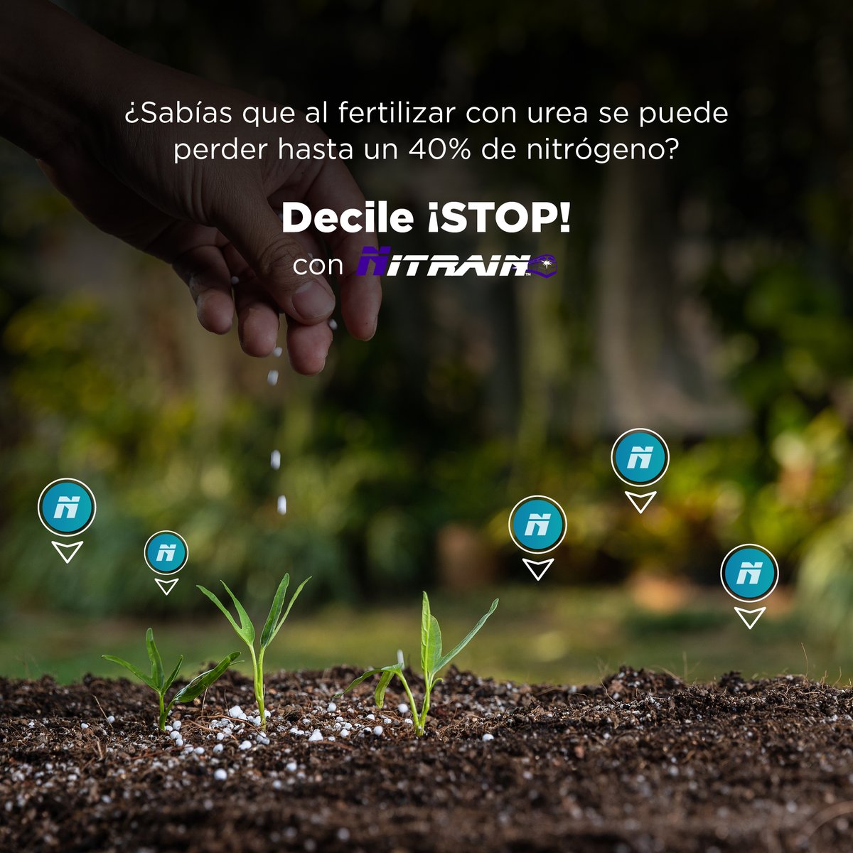 📉 Con Nitrain, ¡la pérdida de nitrógeno por la fertilización con urea ya no es un problema!🔒

➡️ Nuestra fórmula específica, ayuda a mantener este importante nutriente en ¡tu campo!

💡 ¿Lo usaste? Contanos tu experiencia.

#NutrienUy #Nitrain #UreaProtegida