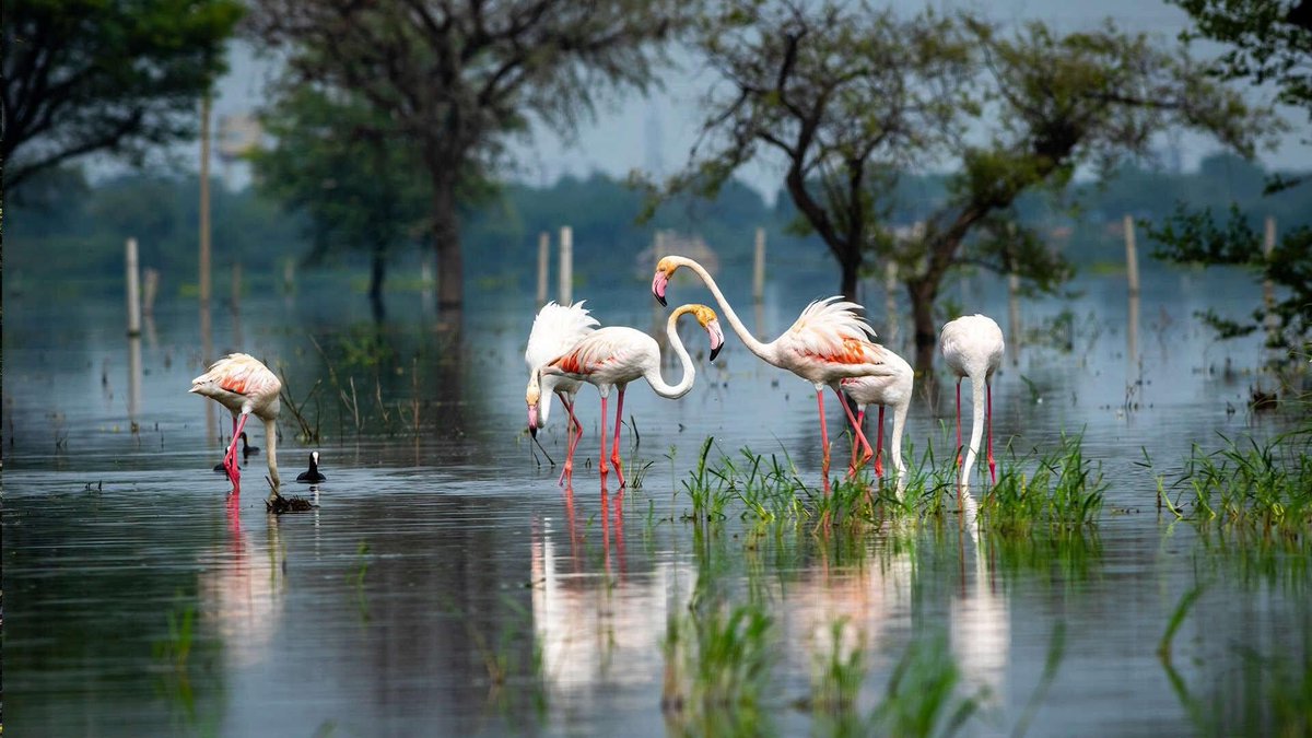 Keoladeo Ulusal Parkı, Hindistan