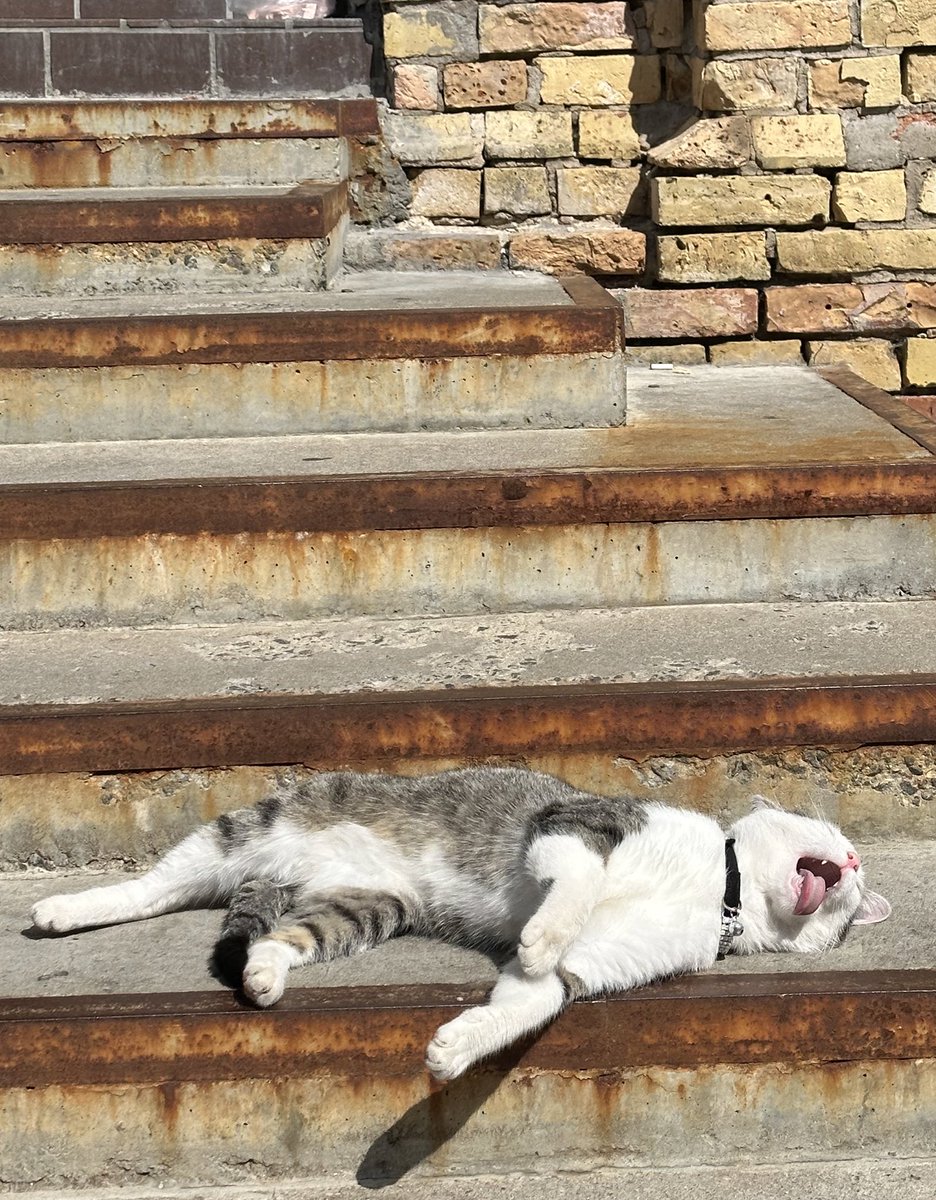 Я считаю, что это мой лучший сделанный снимок кота за последние годы.