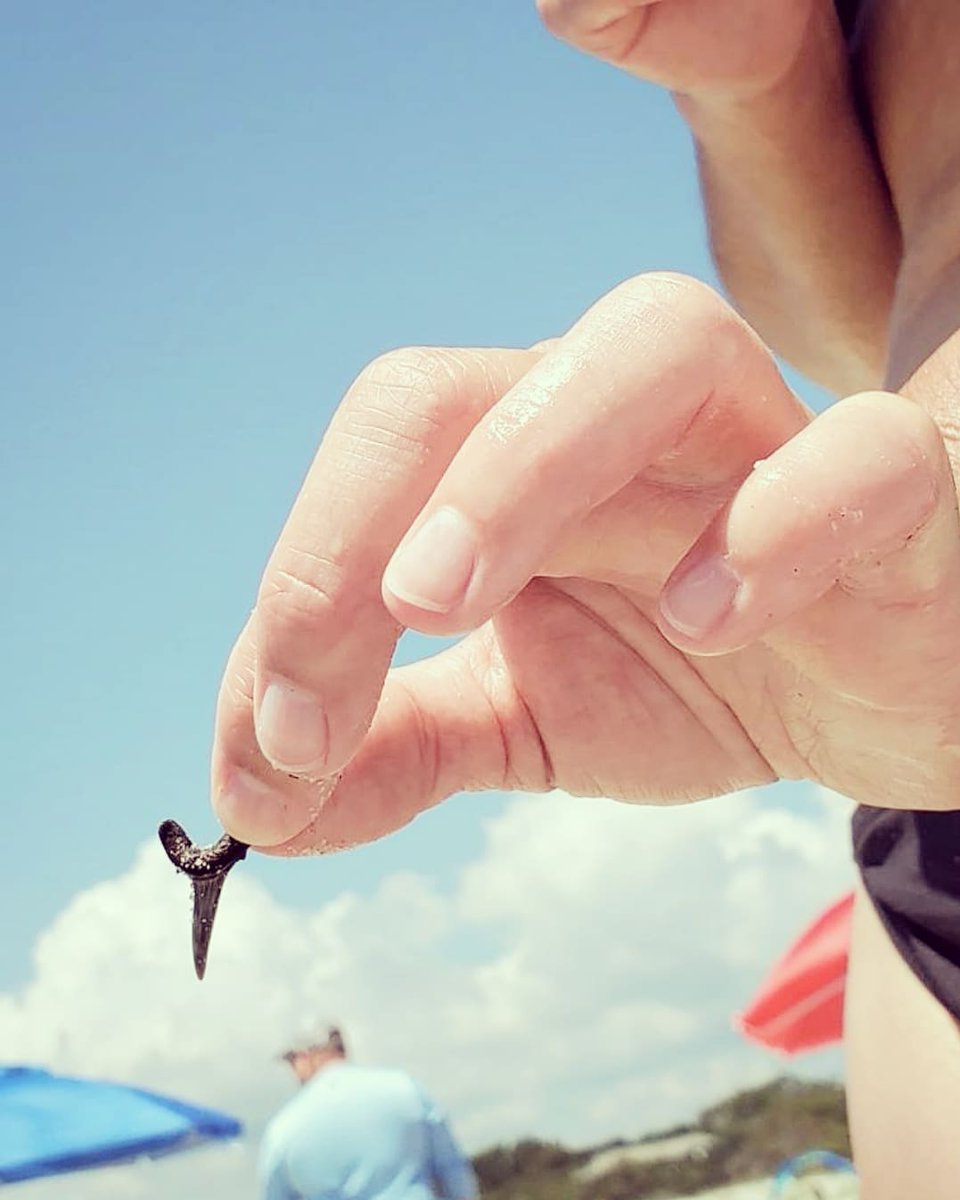 allison_rozo's tweet photo. Eeek! I found a Shark's Tooth! My fav thing at the Beach! I immediately thought of you @AmeDyckman! Was your's an actual Dino Tooth?!
🦈🦷✨
#shark #sharks #sharkstooth #inspiration #writerslife
https://t.co/Jw4cNdyHWP https://t.co/ArRYv9oke4