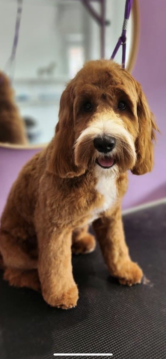 bigfacedmr tweet media