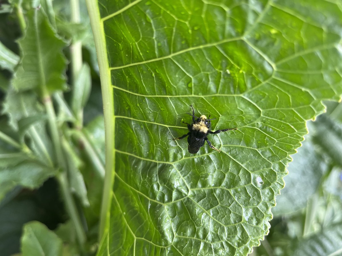 Snoozing on a horseradish leaf in the rain