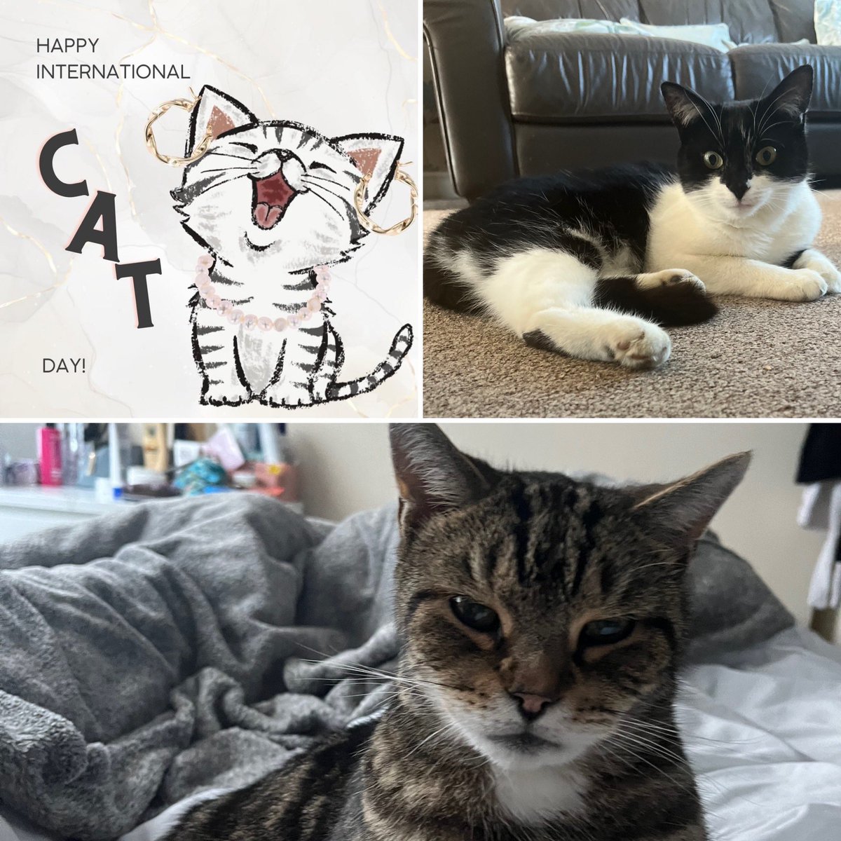 TracyMillmore's tweet photo. #InternationalCatDay 
George &amp; Oreo
😽😻 https://t.co/tbFJ1kJ68B