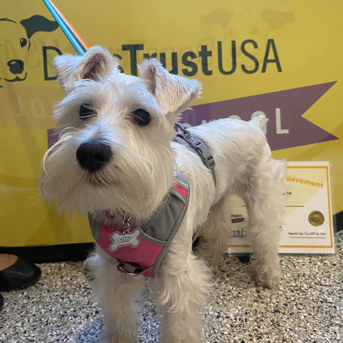 DogstrustUSA's tweet image. Cute puppy alert 🚨 It was so rewarding watching Luna’s attention and focus around tempting distractions strengthen with each class! Good work Luna’s family 🎉

#CutenessOverload #Graduate #PositiveDogTraining #MiniatureSchnauzer #GroupClass #DogSchool #DogTraining