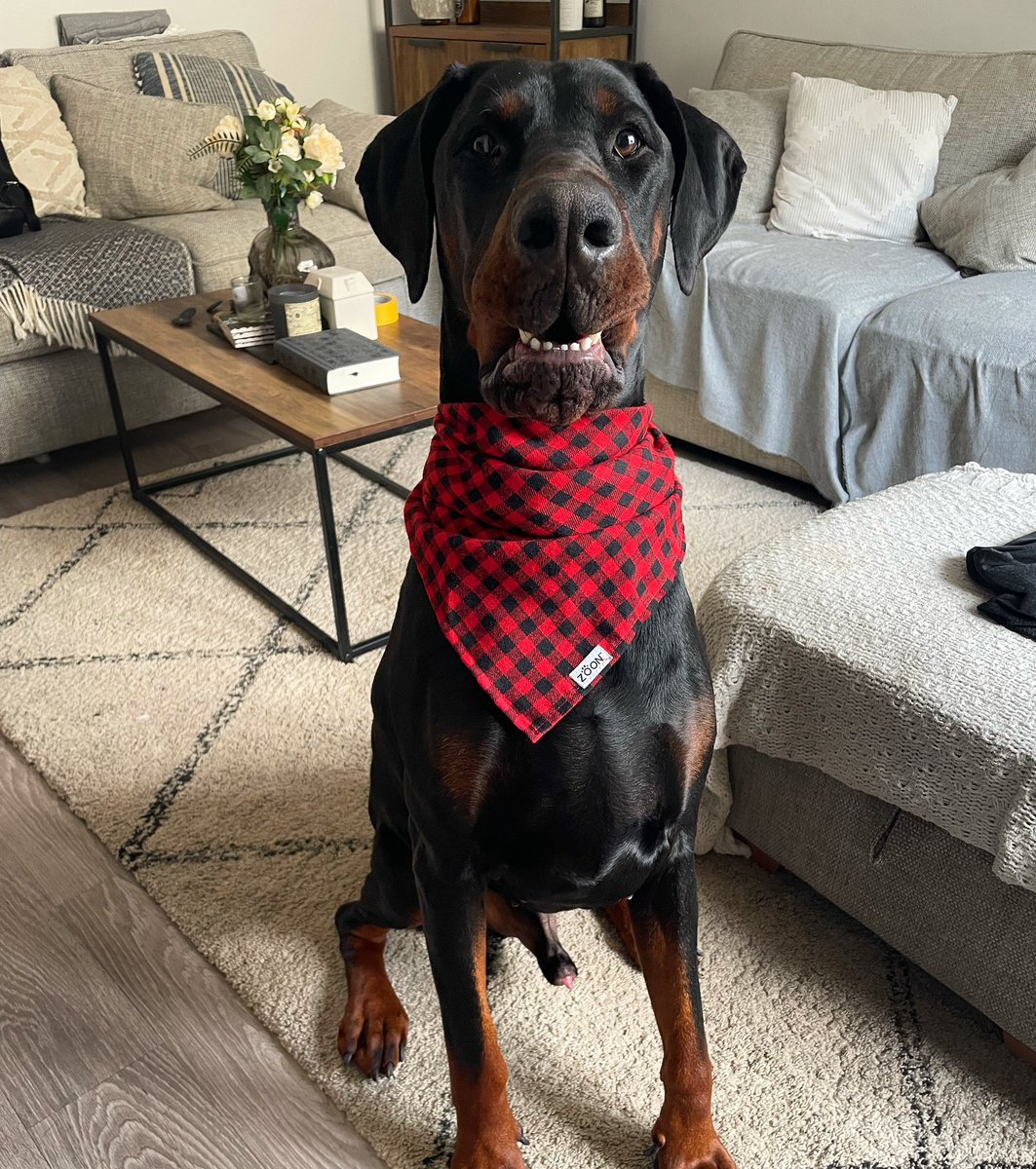 BeccaLouisa's tweet photo. @AldiUK @ParisHilton Handsomest Hugo! https://t.co/ZKgynh0Mps