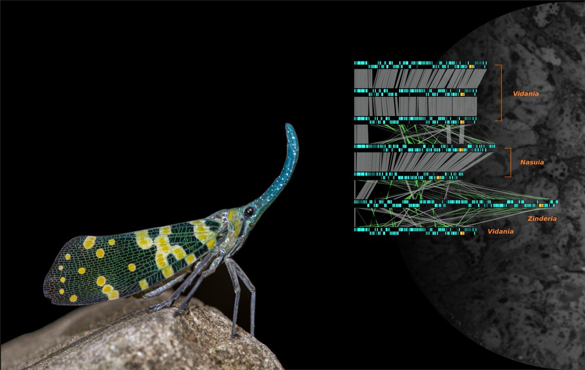 Genome Comparison Reveals Inversions and Alternative Evolutionary History of Nutritional Endosymbionts in Planthoppers (Hemiptera: Fulgoromorpha) buff.ly/45f1V97 From <a href="/JunchenDeng/">JunchenDeng</a> <a href="/symPiotr/">Piotr Łukasik</a> <a href="/AnnaMichalik17/">Anna Michalik</a> and <a href="/diecasfranco/">Diego Castillo Franco</a> #science #evolution #biology #genome