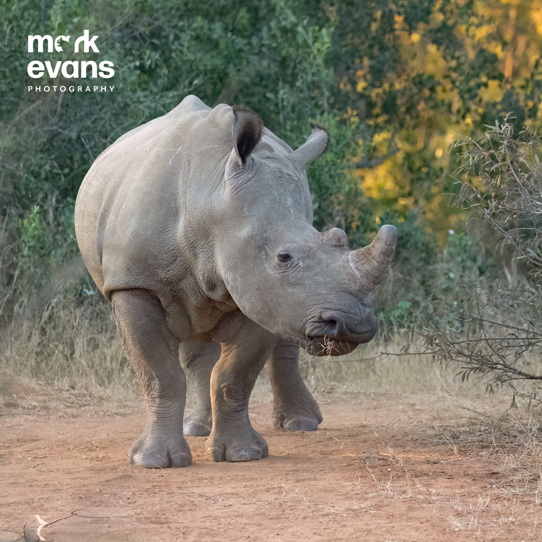 MarkEvansNature's tweet photo. The white rhino is the second largest land animal in the world, weighing up to four tons. It has thick skin, a powerful horn, shoulder hump, and a wide square-shaped lip for grazing on grasses. A black rhino is smaller &amp; has a hooked lip adapted for feeding on leaves on branches. https://t.co/RSzSFWdSBZ