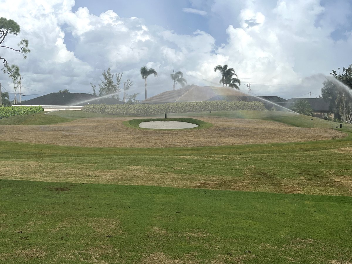 As we come down the home stretch on the <a href="/PalmettoPineCC/">Palmetto-Pine Country Club</a> back nine renovation, sprigs are in the ground on 16 green, which features a small bunker in the middle.