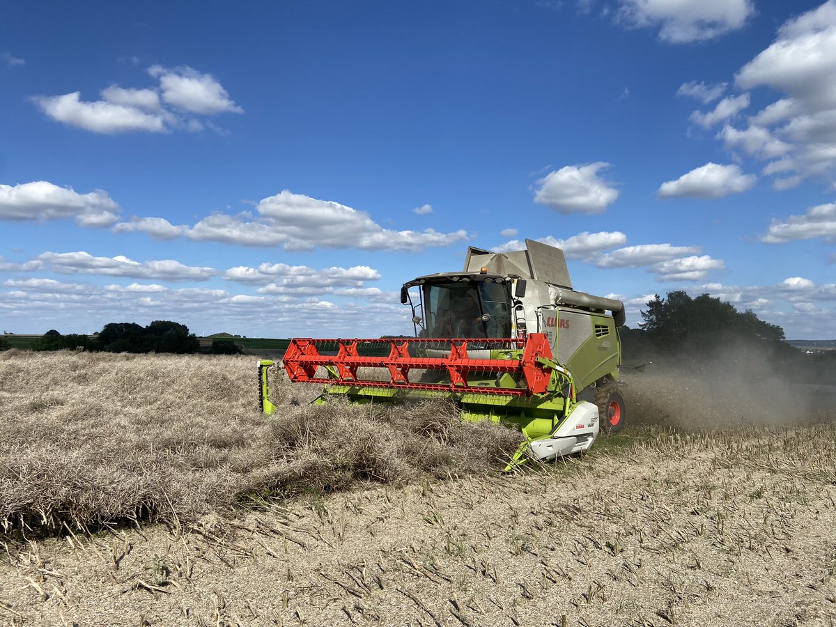 LePogamGuillaum's tweet image. La #moisson2023 c’est reparti dans du #colza