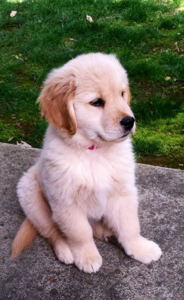 puppiesDoglover's tweet photo. So cute puppy https://t.co/baJfI4sjfs