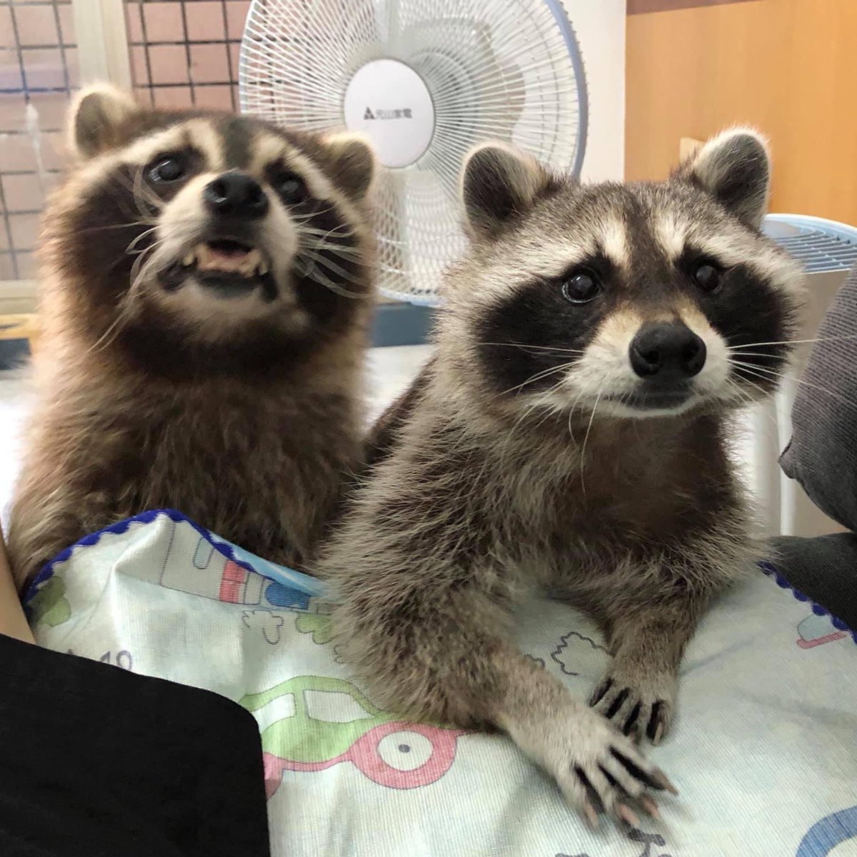 gahxraccoons tweet picture