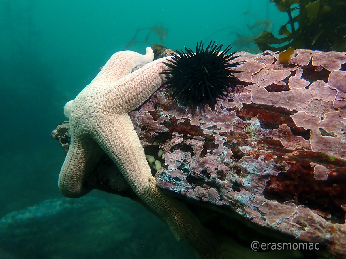 Nuevamente día de buceo/trabajo (8Ago 2023), hoy algunas fotos de la estrella de mar 'Stichaster striatus'⭐️ #AlgalabEnTerreno #PeninsulaHualpen #Asteroideos #estrellasdemar #ProyectoPackard #bosquesmarinos #buceo #dive #underwaterphotography #underwaterphoto #fotografiasubmarina