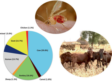 Host preference and human blood index of Phlebotomus orientalis, an exophilic sand fly vector of visceral leishmaniasis in eastern Sudan: doi.org/10.1111/mve.12…
#InsectVectors #Phlebotomus #SandFly #Leishmaniasis