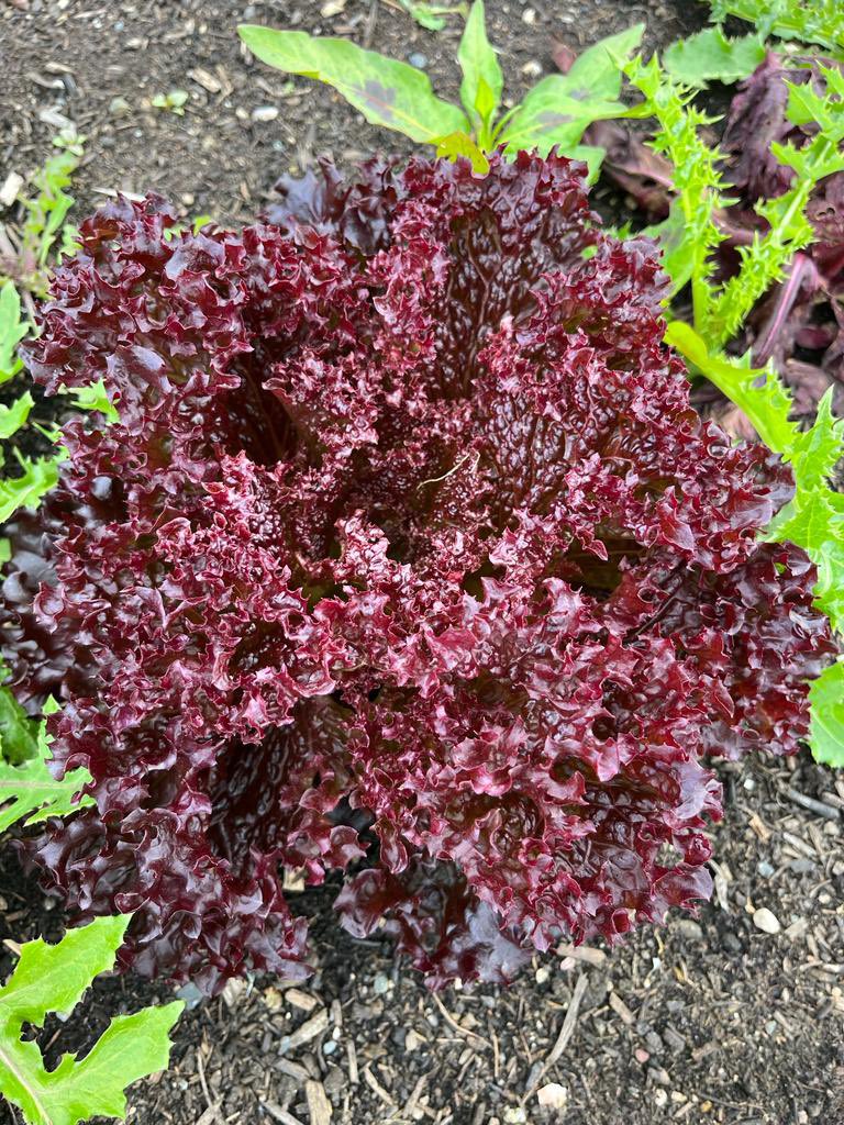 Natural World Products (NWP) (@natural_wp) on Twitter photo Great looking veg growing in #peatfree #newleafcompost at our community allotment and learning no dig area at #colinglencommunityallotments <a href="/CNPartnership/">Colin Neighbourhood</a> Great looking veg growing in #peatfree #newleafcompost at our community allotment and learning no dig area at #colinglencommunityallotments <a href="/CNPartnership/">Colin Neighbourhood</a>