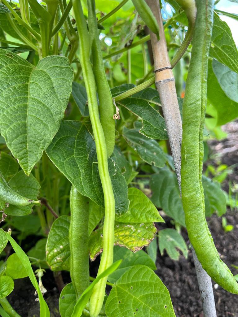 Natural_WP's tweet photo. Great looking veg growing in #peatfree #newleafcompost at our community allotment and learning no dig area at #colinglencommunityallotments @CNPartnership https://t.co/KFX2tYrh6T