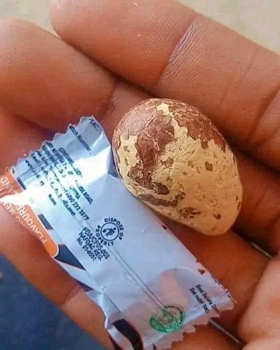 RJalmet's tweet image. Since morning till now I'm still confused 🤔
Please what is TomTom and Bitter kola used for 😭
#tomtom #kolanut