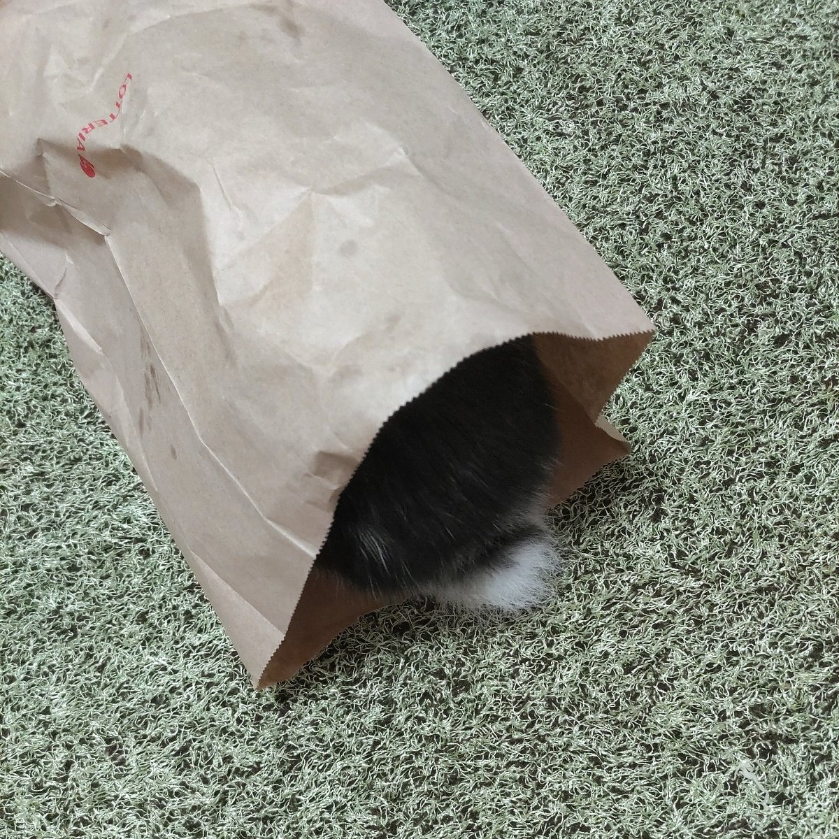 ウニです🐇🤍
最近は、ソファーやらキャットタワーまで跳べるまで成長しました..
この芝生絨毯はウニが走りやすいように購入しましたが、買ってすぐちびっちゃったので洗濯中です🥲☀
明日には乾くかな💭
#ミニロップイヤー #うさぎと暮らす #明日も一日ファイト