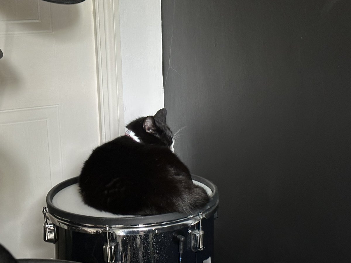 A belated happy #InternationalCatDay from Shadow, who’s very keen on my drum kit