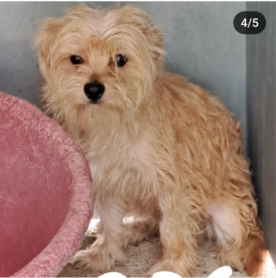 silvia mensegar tweet media