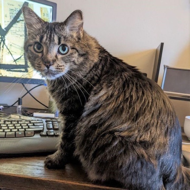 Say hello to Skip! She is a people-loving kitty and an ideal addition to a work-from-home household. She loves to chase feathers, crinkle balls, toy mice - the works! Skip is sure to entertain you with her playful antics, meet her on Petfinder. petfinder.com/cat/skip-62173…