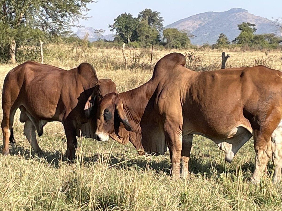 ScrubbsFarm's tweet image. Cuddling boys!  They’re telling us we’re not rivals in this camp however, we have a mission to accomplish collectively.  “United we stand, divided we fall”. It’s core concepts lies in collaboration, unity, coalition, alliance.  Together, united we stand!