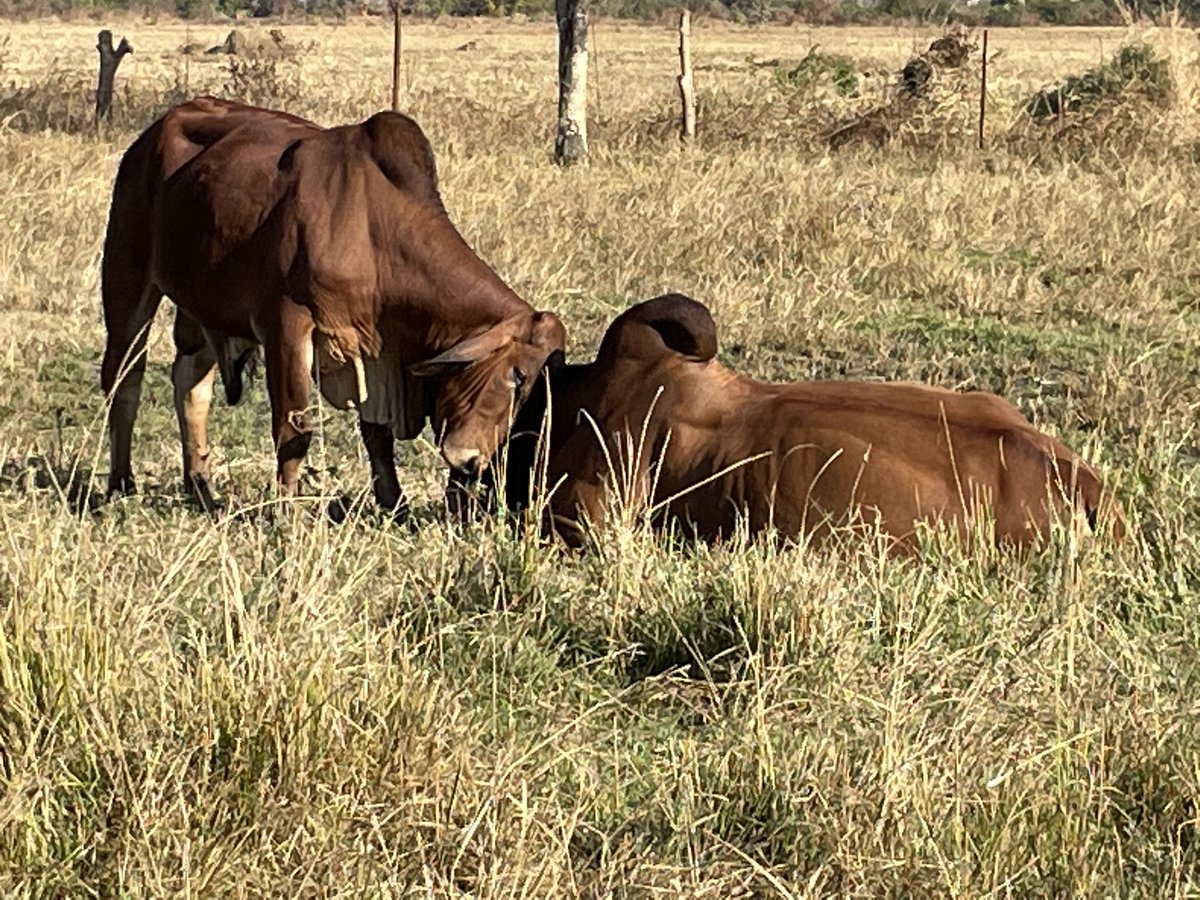 ScrubbsFarm's tweet image. Cuddling boys!  They’re telling us we’re not rivals in this camp however, we have a mission to accomplish collectively.  “United we stand, divided we fall”. It’s core concepts lies in collaboration, unity, coalition, alliance.  Together, united we stand!
