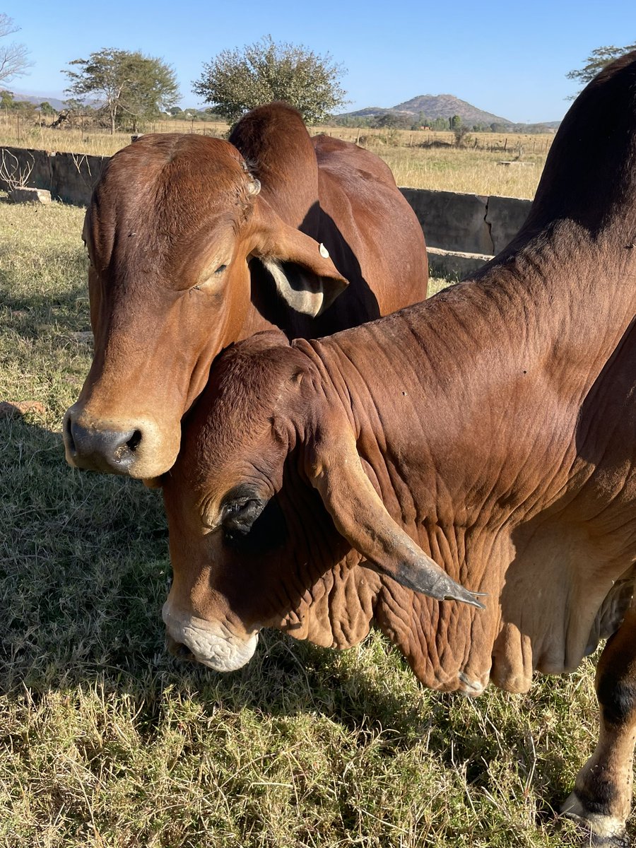 ScrubbsFarm's tweet image. Cuddling boys!  They’re telling us we’re not rivals in this camp however, we have a mission to accomplish collectively.  “United we stand, divided we fall”. It’s core concepts lies in collaboration, unity, coalition, alliance.  Together, united we stand!