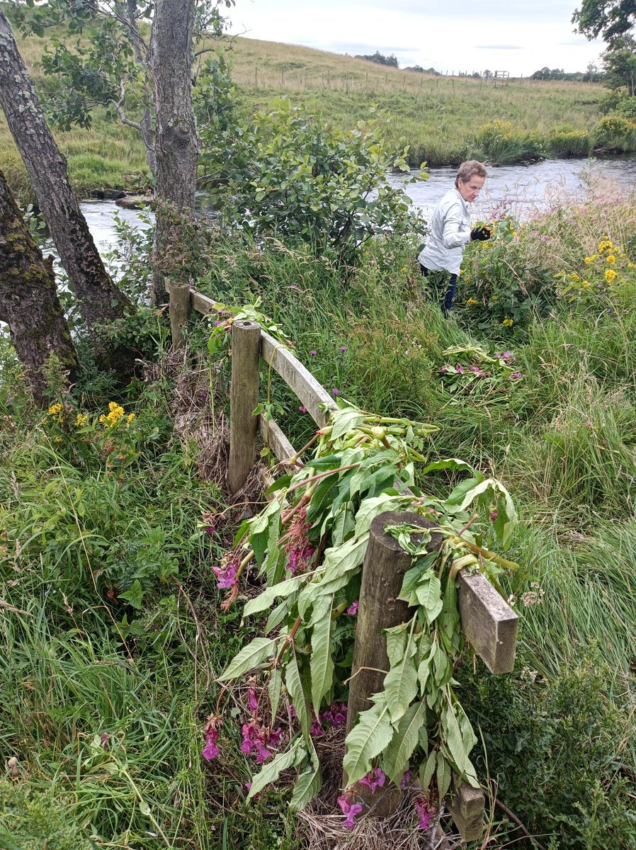 Our #volunteers were out at West Woodburn today pulling #invasives #HimalayanBalsam They were delighted to see some sunshine!

#TogetherForRivers #loveyourtyne #NativeNorthTyne
@HeritageFundUK