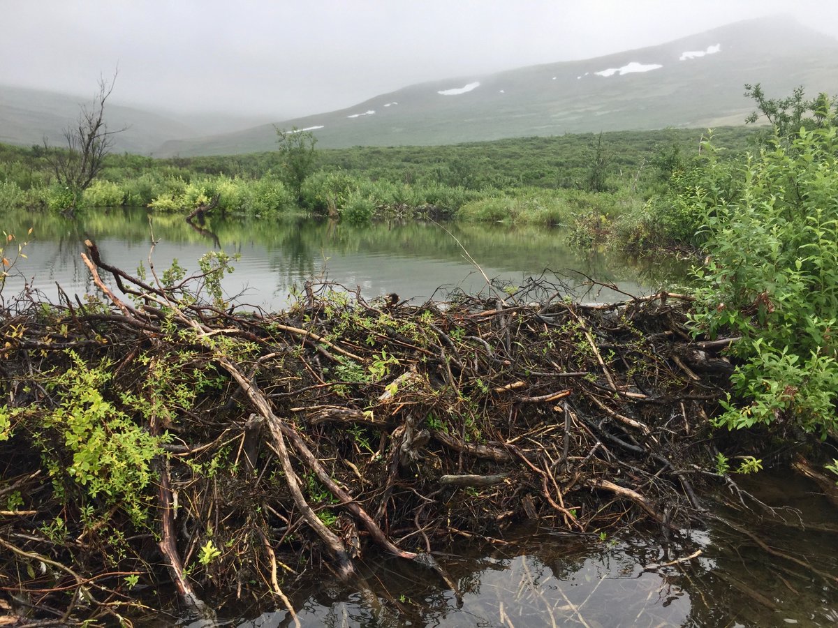And a few shots of Arctic beaver dams on the ground. Obviously there are no trees on the tundra, but they're easily making do with shrubby willow stems and mud. We saw many dams that measured >100m. Castorid ingenuity never ceases to amaze.