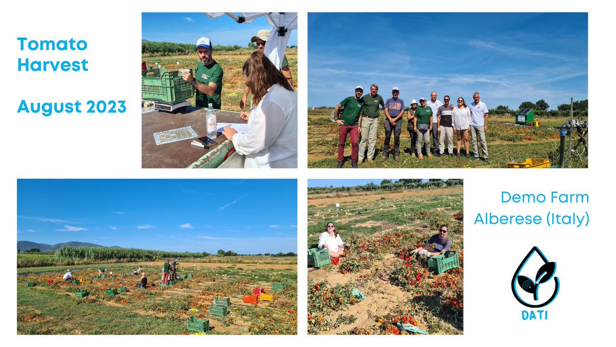 DATI project: End of the season with #tomatoharvest
Evaluation of yield and degree of maturity based on the different #water supply.
@CNRsocial_
@TechAgriculture
@primaitaly
@PrimaProgram
@terretoscane
@remotecnr
#precisionirrigation #AgTech #digitalagriculture #harvest23