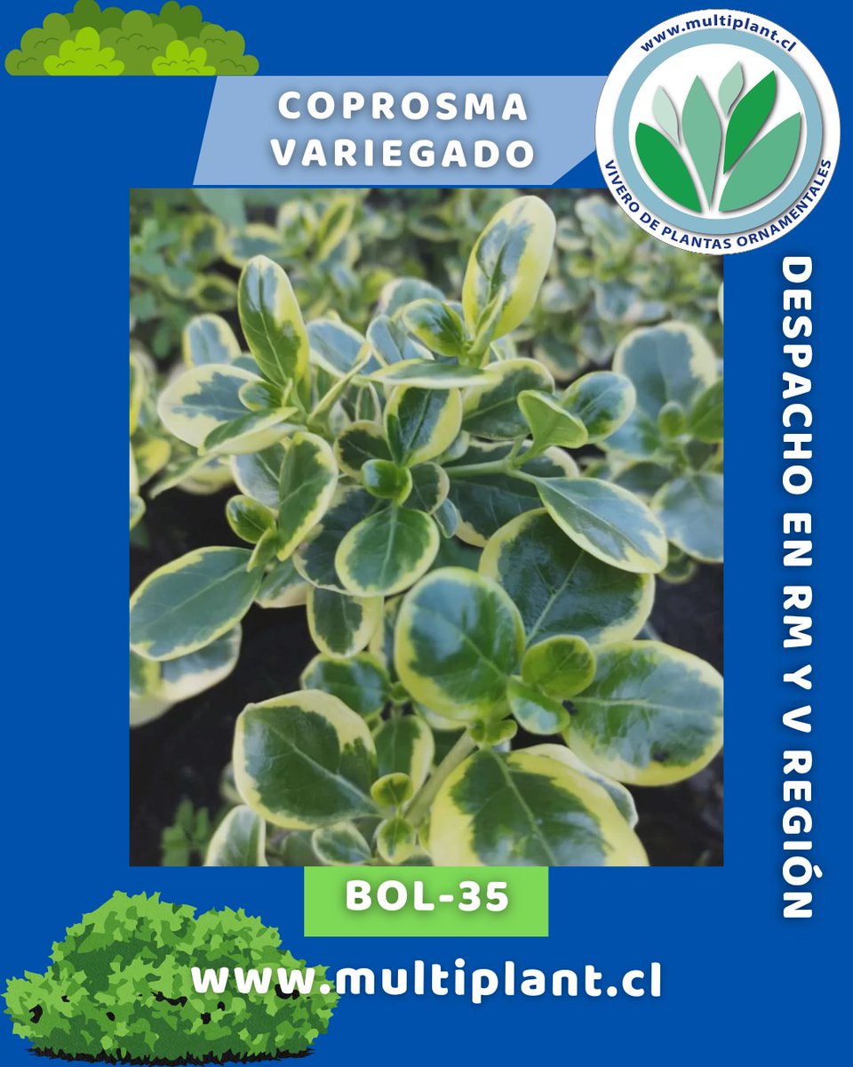 Multiplant1's tweet photo. #Coprosma #Variegado 

Es una planta que se usa para formar setos y delimitar  caminos.

Muy resistente a la sequía. Resistente a la salinidad y a la brisa marina, puedes usarla en bordes costeros.

Se ve muy bella cultivada en maceta.

#Vivero #Multiplant https://t.co/MrPmEA0m5r