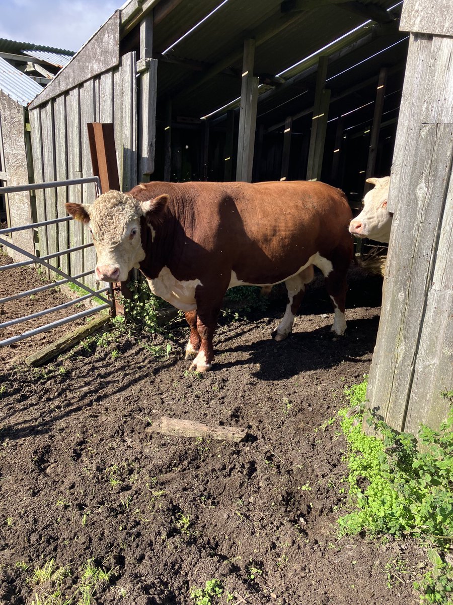 oliviaedson's tweet photo. Bit shade for the boy #teambeef #beefgb #herefordcattle https://t.co/5FWBqu3yb7