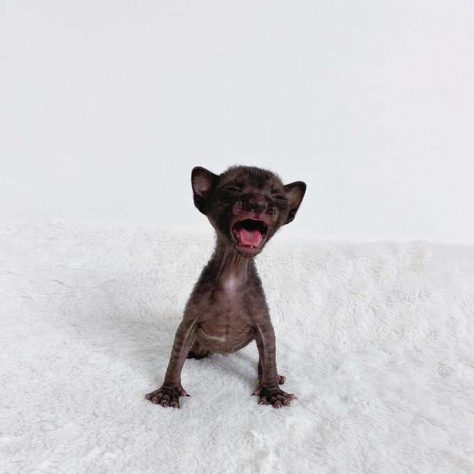 hum_eepy's tweet image. LE MI EEP!!!!