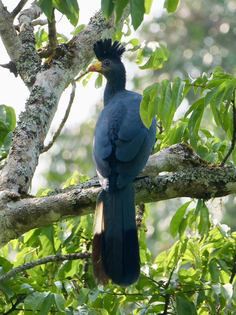 tmboucher's tweet photo. Great Blue Turaco is a stunning bird found in Africa. https://t.co/yalBRSb5ks